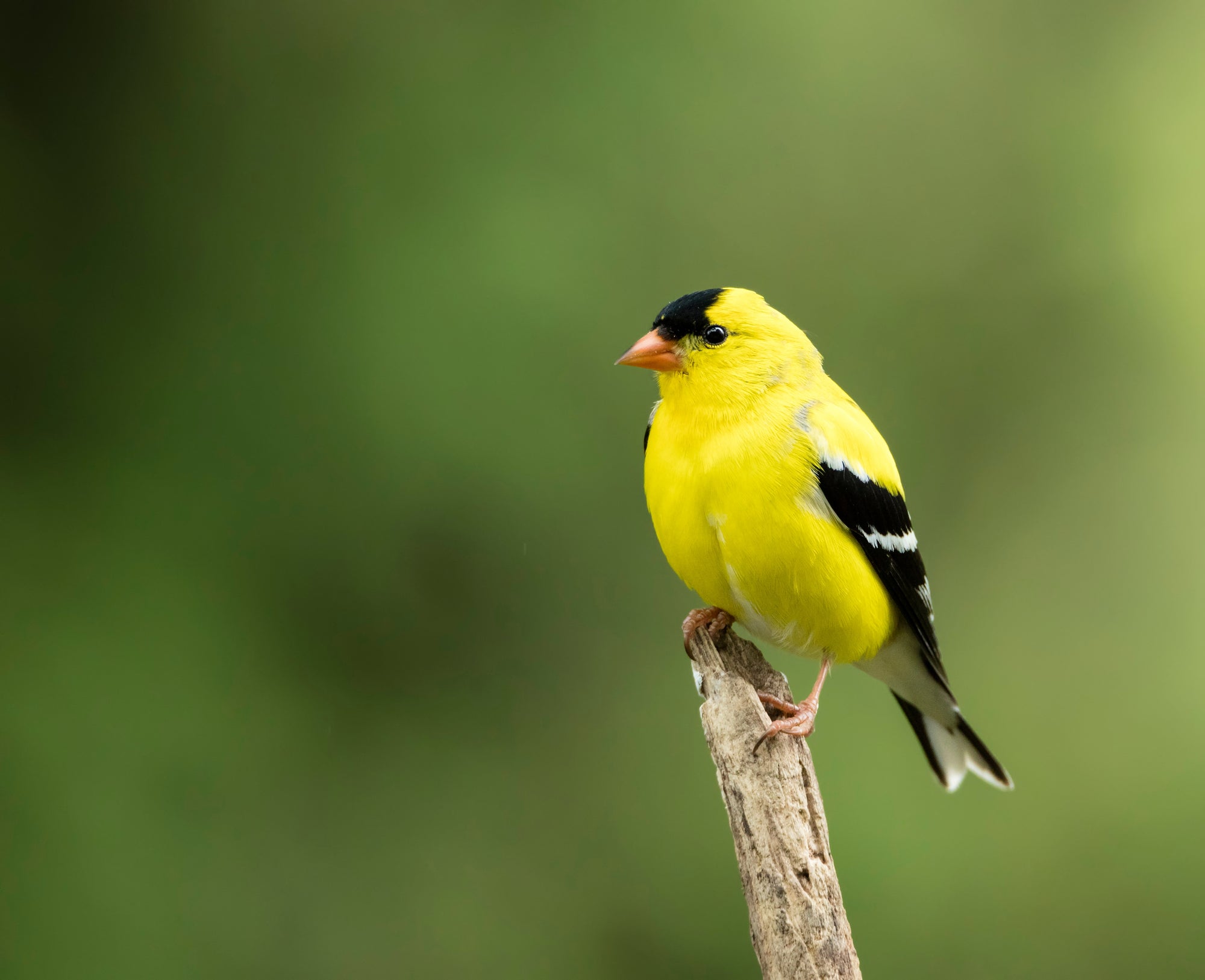 Bird Spotlight - American Goldfinch