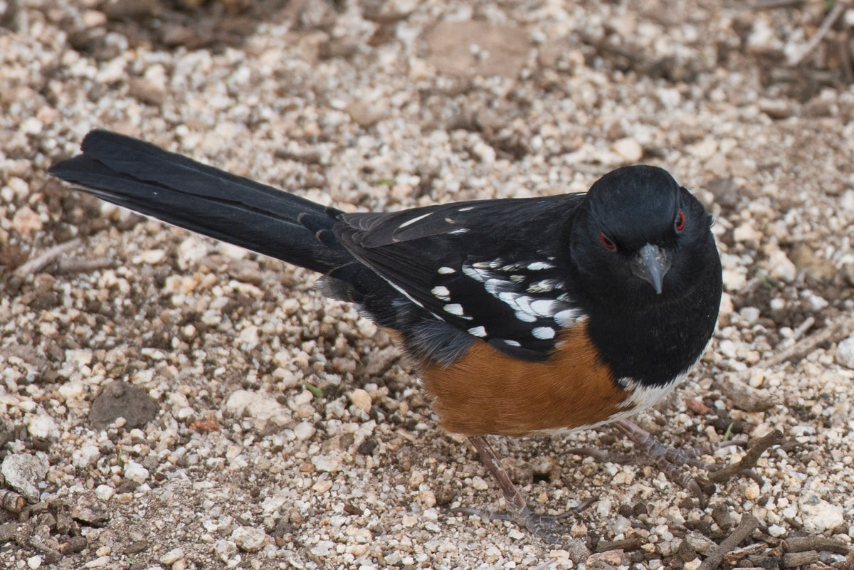 Picture of a Spotted Towhee on the ground.