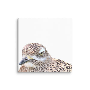 Illustrated photograph of a spotted-thick-knee on a 12 inch by 12 inch canvas.