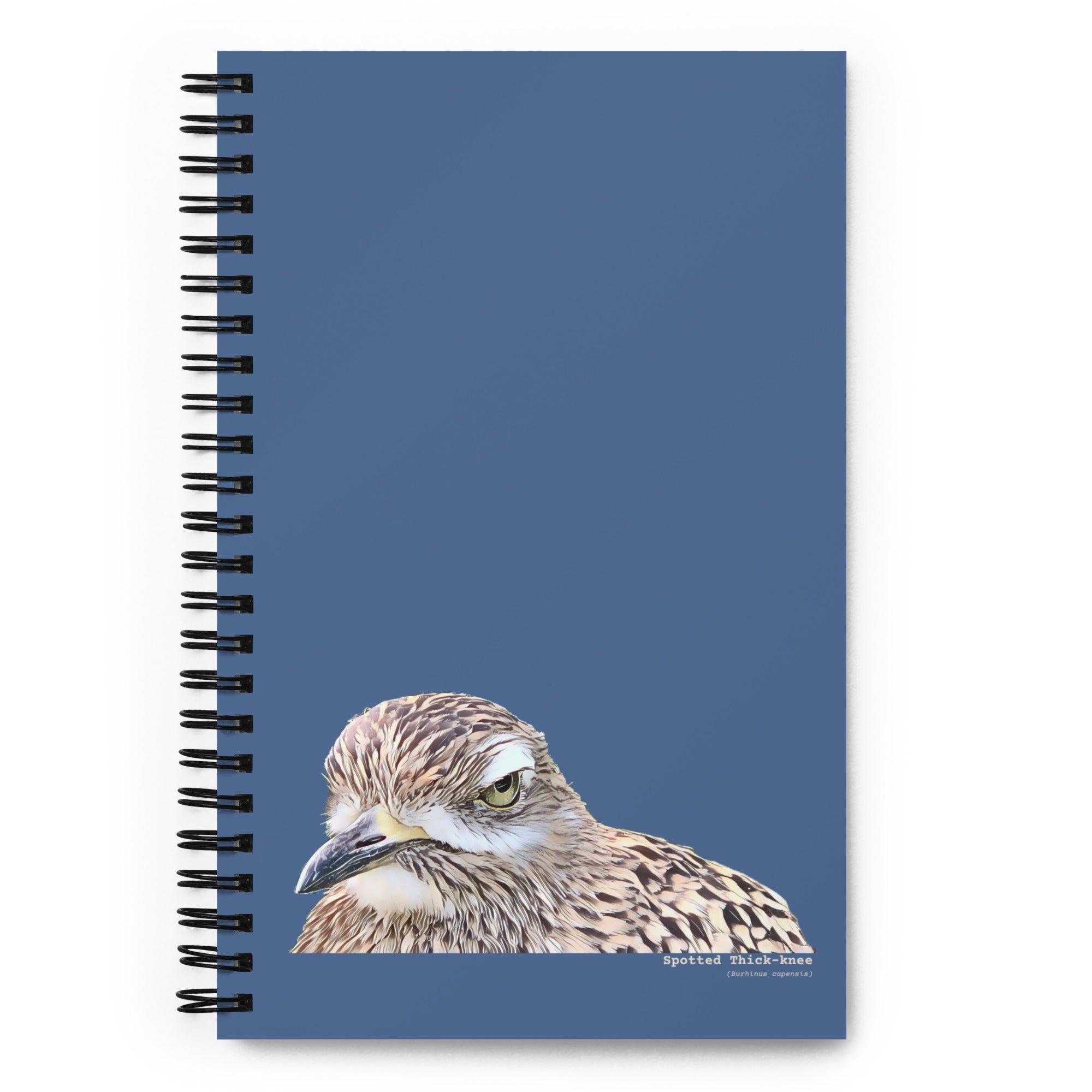 Spiral notebook with an illustrated picture of a spotted thick-knee bird looking grumpy. The words spotted thick-knee are written below the illustration, with the scientific name below that.