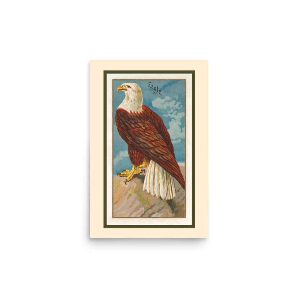 Vintage illustration of a bald eagle on a 12 by 18 inch poster.