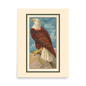 Vintage illustration of a bald eagle on a 18 by 24 inch poster.